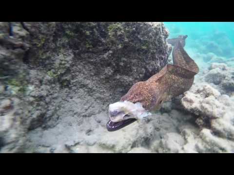 Moray eel attacking octopus and camera