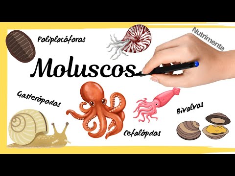 Phylum Molluscs (Polyplacophorans, Bivalves, Gastropods and Cephalopods)