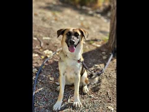 Zendaya, an adoptable German Shepherd Dog Mix in Temecula, CA_image-1