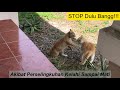 CATS FIGHTING COMPILATION