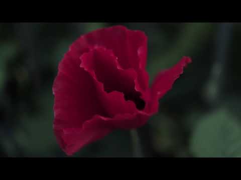 Emily Marks -  Another Week (Music Video)