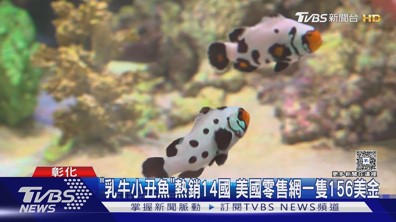 彰化「乳牛小丑魚」熱銷14國 美國零售網一隻156美金