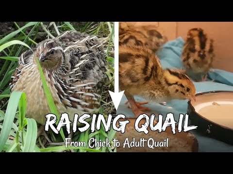 , title : 'Raising Japanese Quail | From Chicks to Adult Quails'