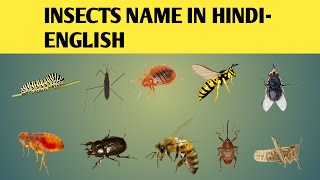 31 insects name hindi and english/कीड़े मकोड़े के नाम हिंदी और इंग्लिश में/kida makoda ke naam