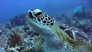 Diving Shark Point, Gili Islands, Lombok, Indonesia