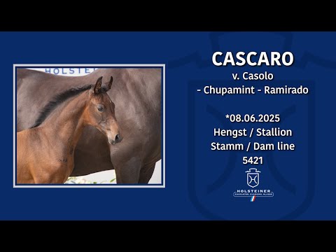 Holsteiner Elite-Fohlenauktion 2025 in Elmshorn | Nr. 05 v. Casolo - Chupamint