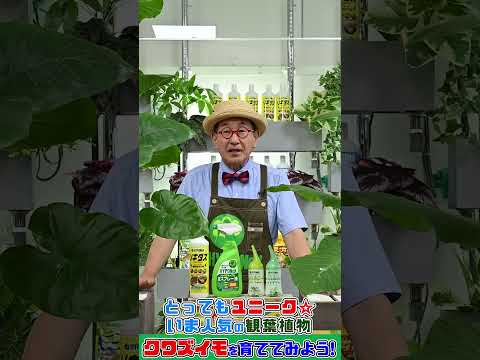 クワズイモの外装 水やりの必要性を評価する 土壌湿度レベルを確認する