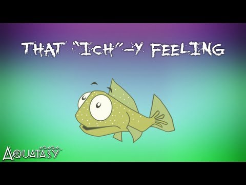 Aquatasy - That "Ich"-y Feeling - How to Treat Ich the Smart Way