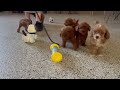 Cockapoo dogs for sale: Courtney - Video 2