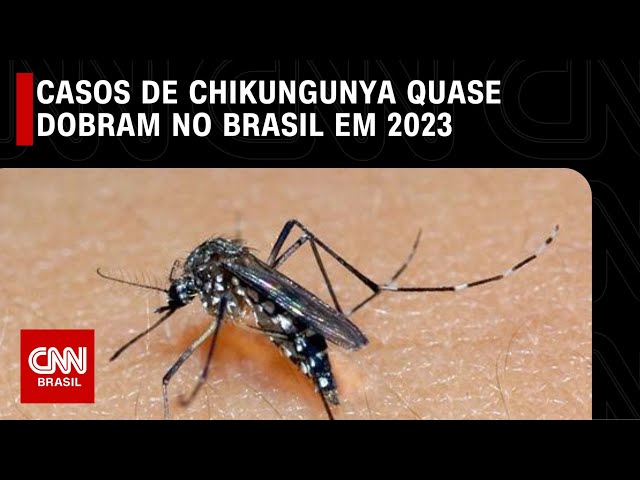 Casos de chikungunya quase dobram no Brasil em 2023 | LIVE CNN