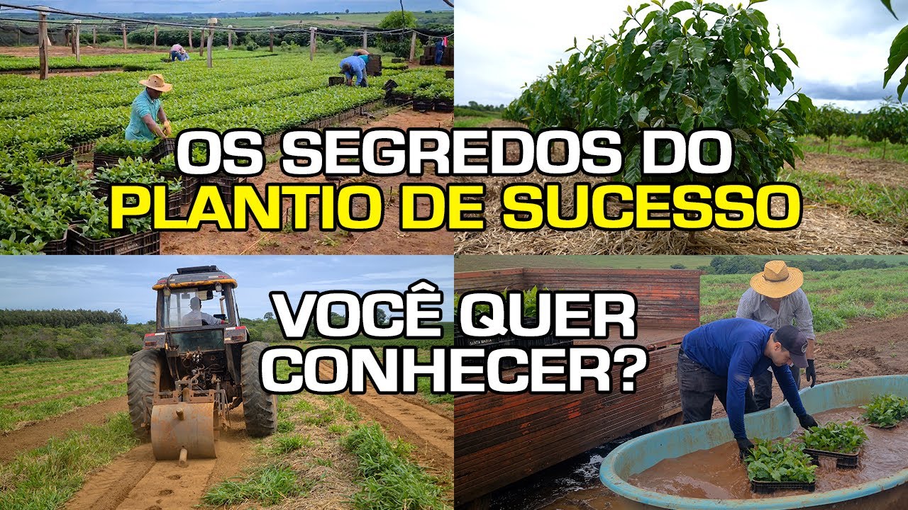 Conheça os processos que fazem com que o plantio da família Ribeiro seja sucesso | No Pé do Café