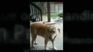 Cassie - LifeVantage canine health - dog on Protandim canine