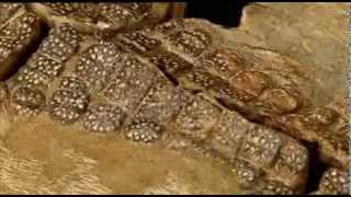 preview picture of video 'Fossilised crocodile discovery in Australia'