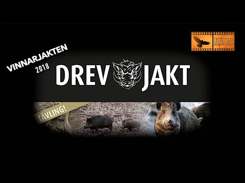 Drevjakt på Karsholm 2018.  Driven hunts in Sweden