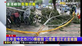 [討論] 路樹害死人 東森484在檢討柯文哲？