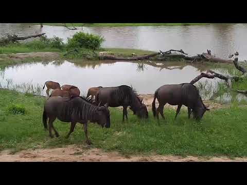 Djuma: Wildebeests running and playing about and Impalas - 06:45 - 01/20/2020