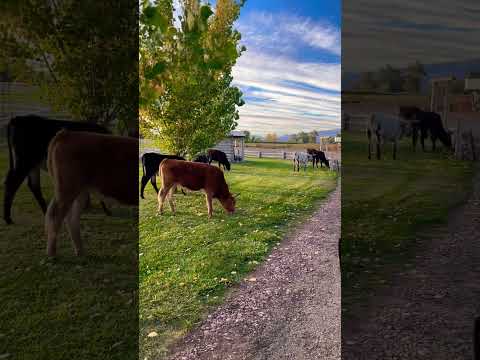 Who forgot to shut the gate? Big Run Ranches