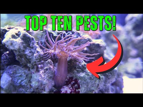 Saltwater Aquarium PESTS and what to do about them!