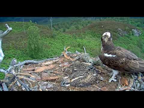 Loch Arkaig The Ringing Before And After  04/07/2019