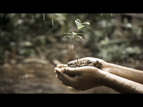 Bogdan Bibulović - Šta je pozni dažd