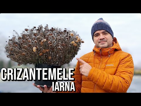 How to make chrysanthemums survive the winter!