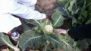 preview picture of video 'Producción de verduras y hortalizas'