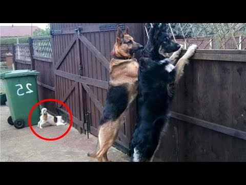 Quand on possède un chien avec un QI de 200