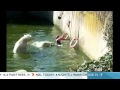 Polar Bear Attack Berlin Woman Falls Into Zoo Enclosure