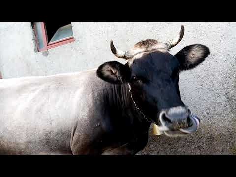 Krava-bik🤔Gatačko sivo goveče(gatačka zekulja)-(ukrštena buša)