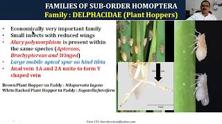 Prof Cherukuri Ento 131 L 26 Homoptera