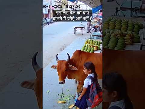 Brave Cow Protects a School Girl ❤️ #CowLove #Animallove #RealLifeHeroes #YTShorts #SchoolGirl #cow
