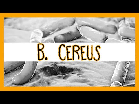 Bacillus Cereus