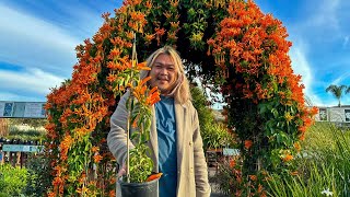 South OC’s Nursery Gems: Plant Depot & Seaside Growers