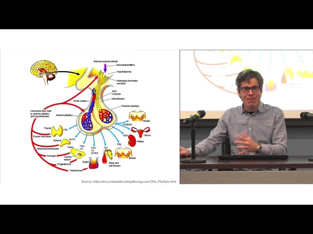 Conférence ISS: «Conséquences à long terme de l&rsquo;exposition précoce aux perturbateurs endocriniens sur la santé humaine: de la tête aux pieds!» – Partie 1