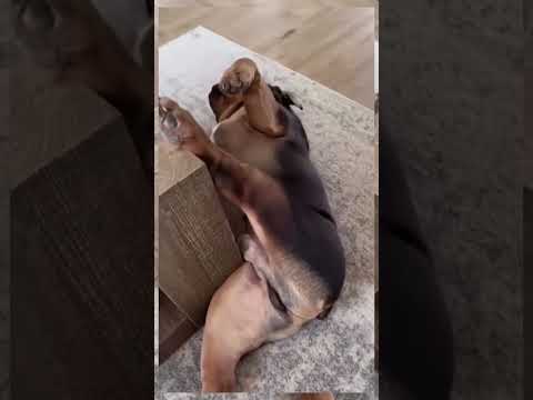 Annual Best Must-Watch Collection #ShortVideo #Trending #Lifestyle #Funny #Relax