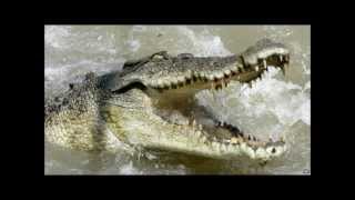 Kodiak Bear vs. Saltwater Crocodile