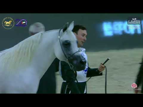 N 171 SUNDOWN KA   Dubai International Arabian Horse Championship 2024   Stallions 10+ Years Old Cla