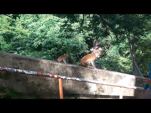 Monkey gau mukh.songadh.gujrat