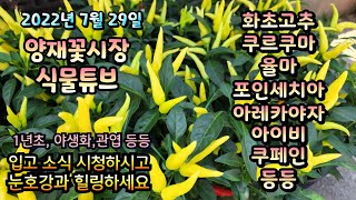 양재꽃시장 식물튜브 2022년 7월 29일 [흰백합, 에키네시아, 포테리카, 쿠페아, 포인세치아, 아이비, …
