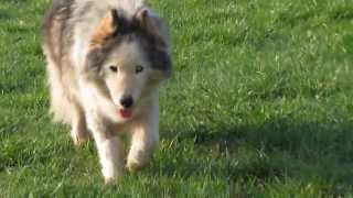 preview picture of video 'Szuszu the wooly husky in the valley'