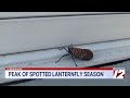 Spotted Lanternfly Now Established Across RI