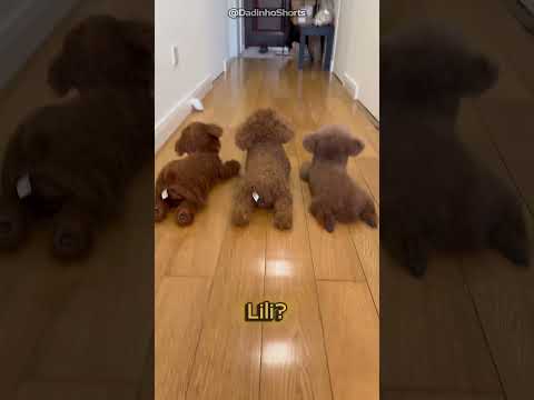Ela não sabia qual era a cachorrinha de verdade