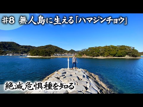 園芸 一般的なブナ、フェアヤード