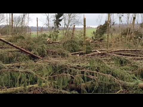 Sturmtief Friederike tobte im Stadtwald Hofgeismar - Der Forstwirt