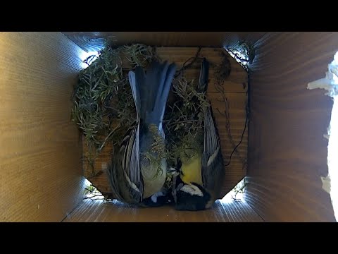 Harter Kampf zwischen Kohlmeisen um den Kasten. Hard bad fight between great tits for the nest box