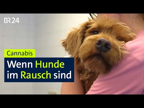 Kiffen erlaubt: Hunde im THC-Rausch I Abendschau I BR24