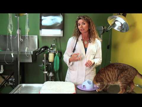 Sneezy Cats : Cat Behavior & Health