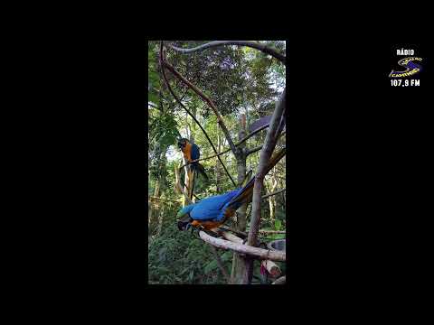 Programa: Caminho da Roça - 14/01/26 - Parte 1 - Apresentação: Paulinho