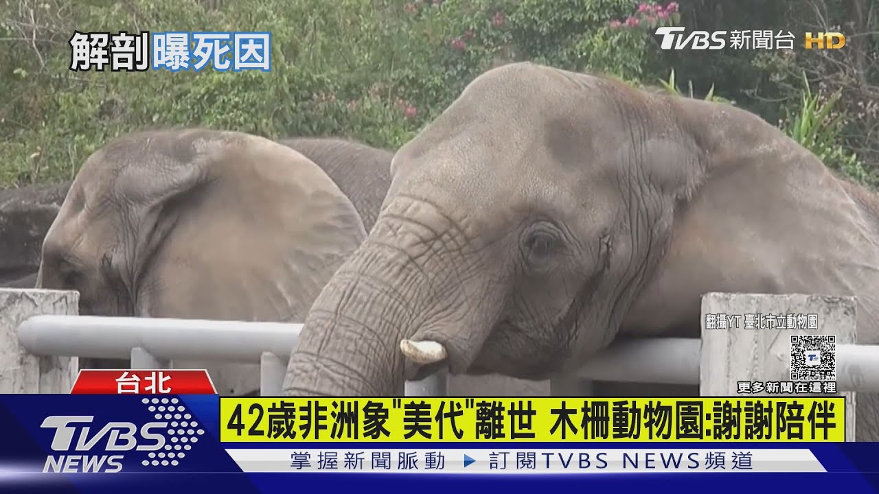 42歲非洲象「美代」離世　木柵動物園：謝謝陪伴