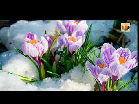 Dios va Contigo a todas Partes   - Facundo Cabral